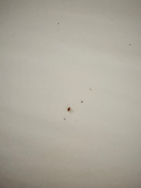 Black specks where all over both sheets and you can see what looks like a bug shell
