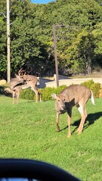 Deer on property