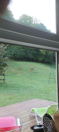 Visite des biches le matin