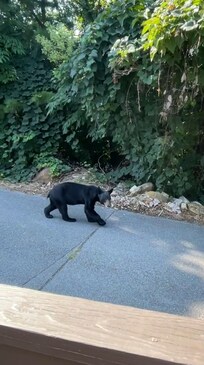 Just taking a stroll down the road
