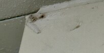 Mildew in shower surround