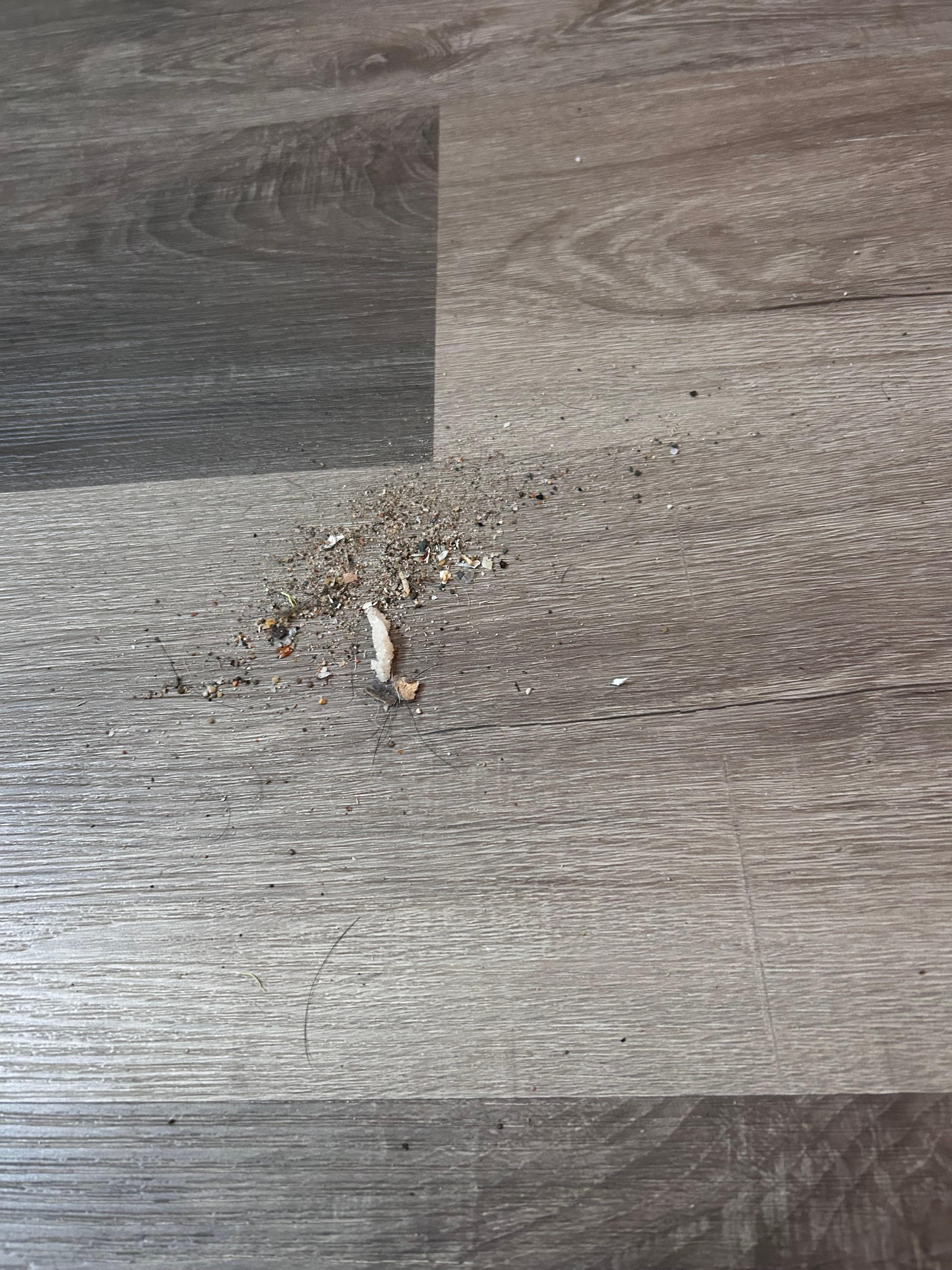 Dirt & hair & dust everywhere 