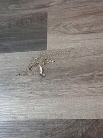 Dirt & hair & dust everywhere