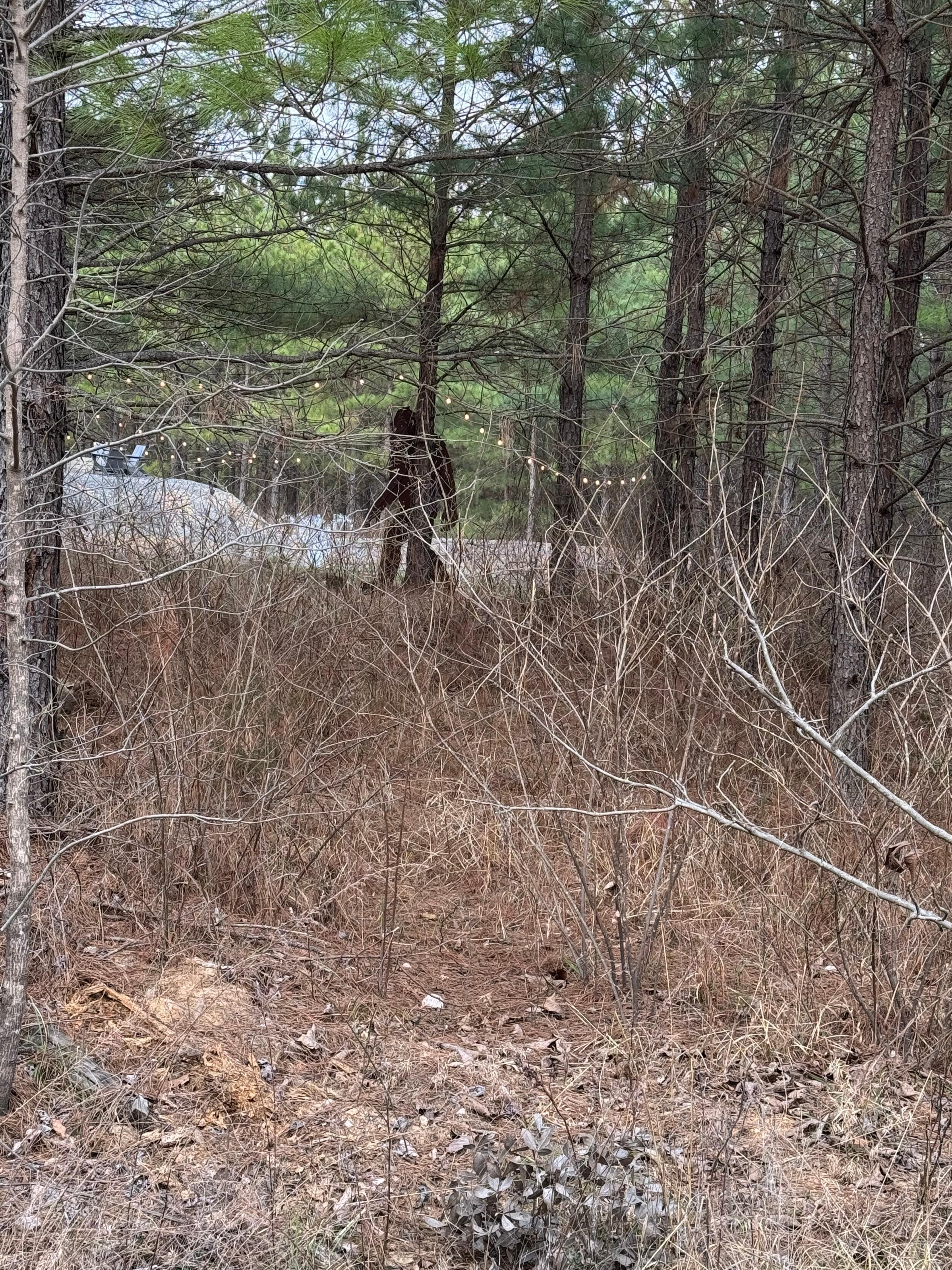 If you’re lucky… you might get a glimpse 