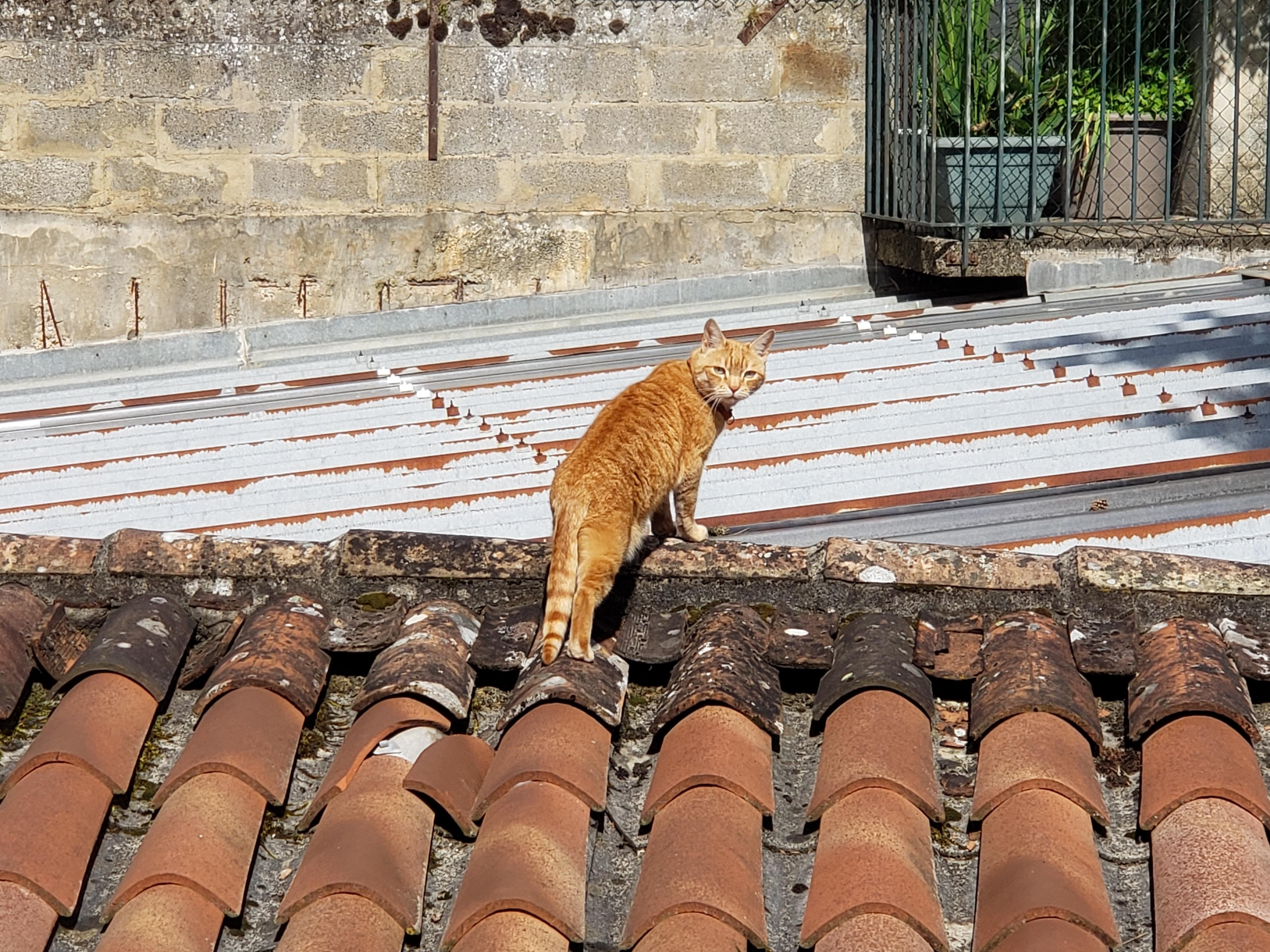 One of the locals paying us a visit.
