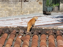 One of the locals paying us a visit.