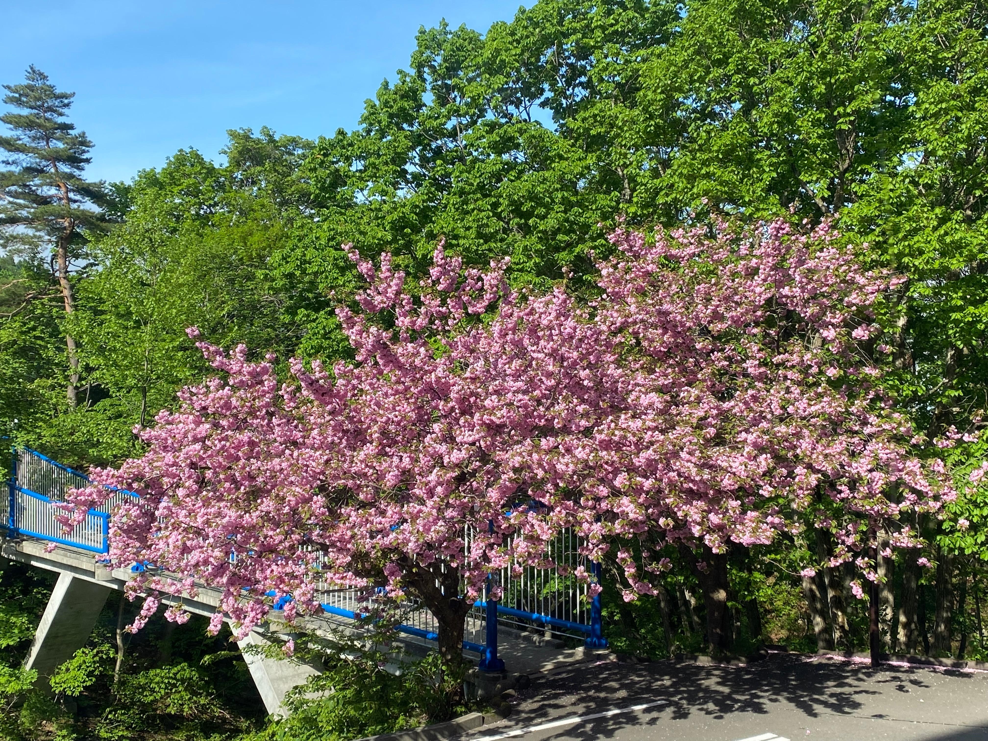 レストランの窓から見える所に桜でしょうか？綺麗でした。