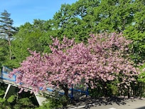 レストランの窓から見える所に桜でしょうか?綺麗でした。