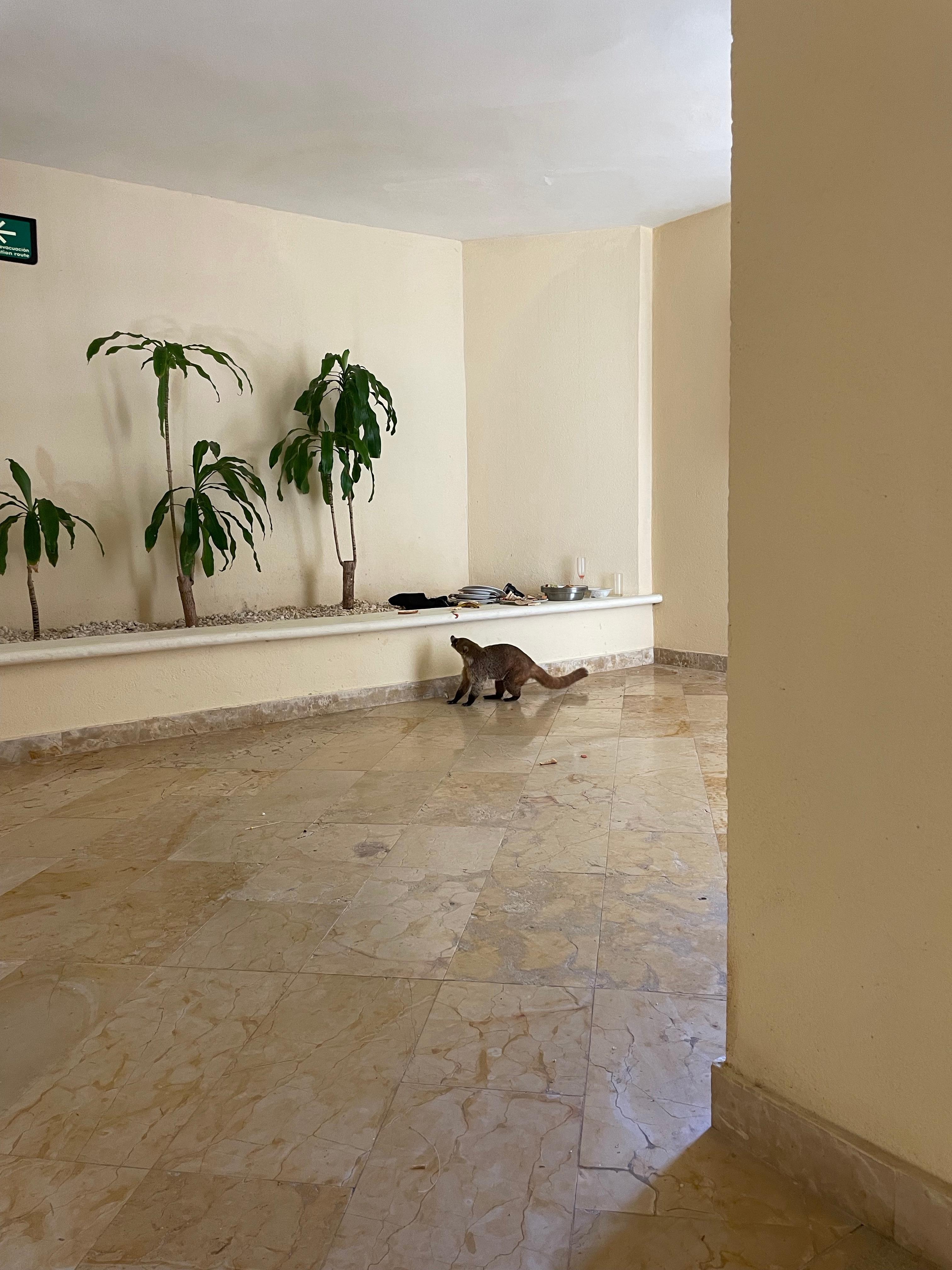 Coati ressemble à un raton -attiré par de la nourriture laissée dans le corridor par des clients de l’hotel