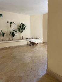 Coati ressemble à un raton -attiré par de la nourriture laissée dans le corridor par des clients de l’hotel