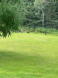 Backyard turkeys