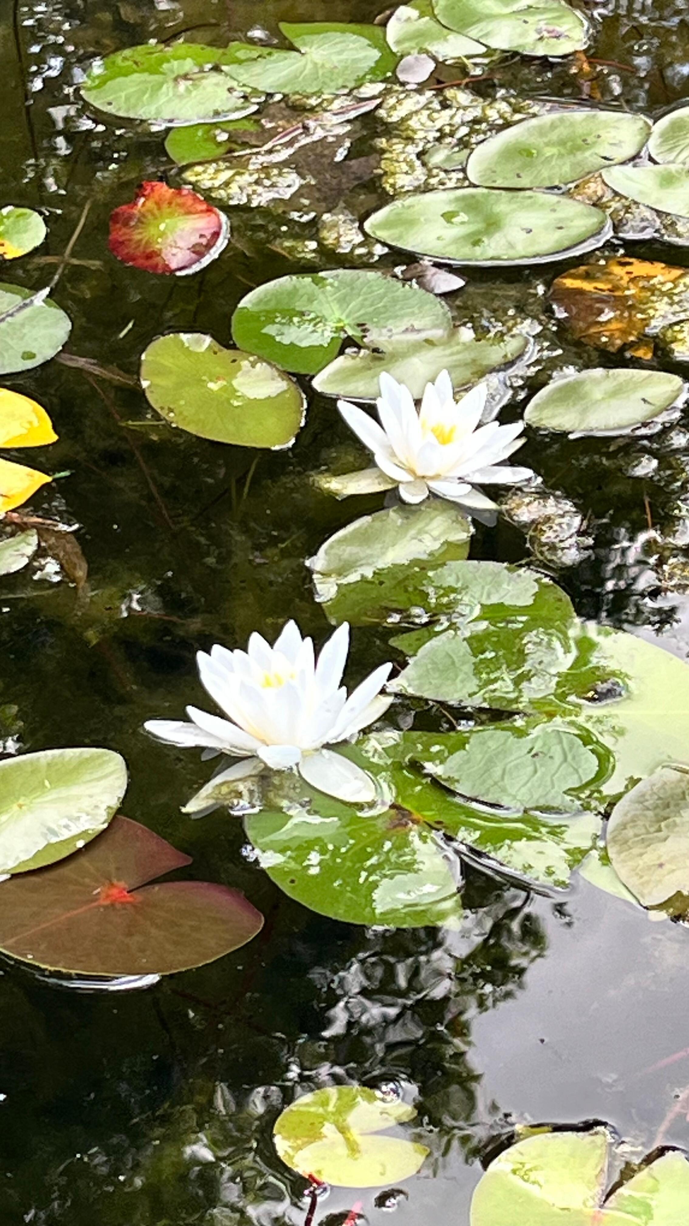 Lillies in the morning and bass abound.