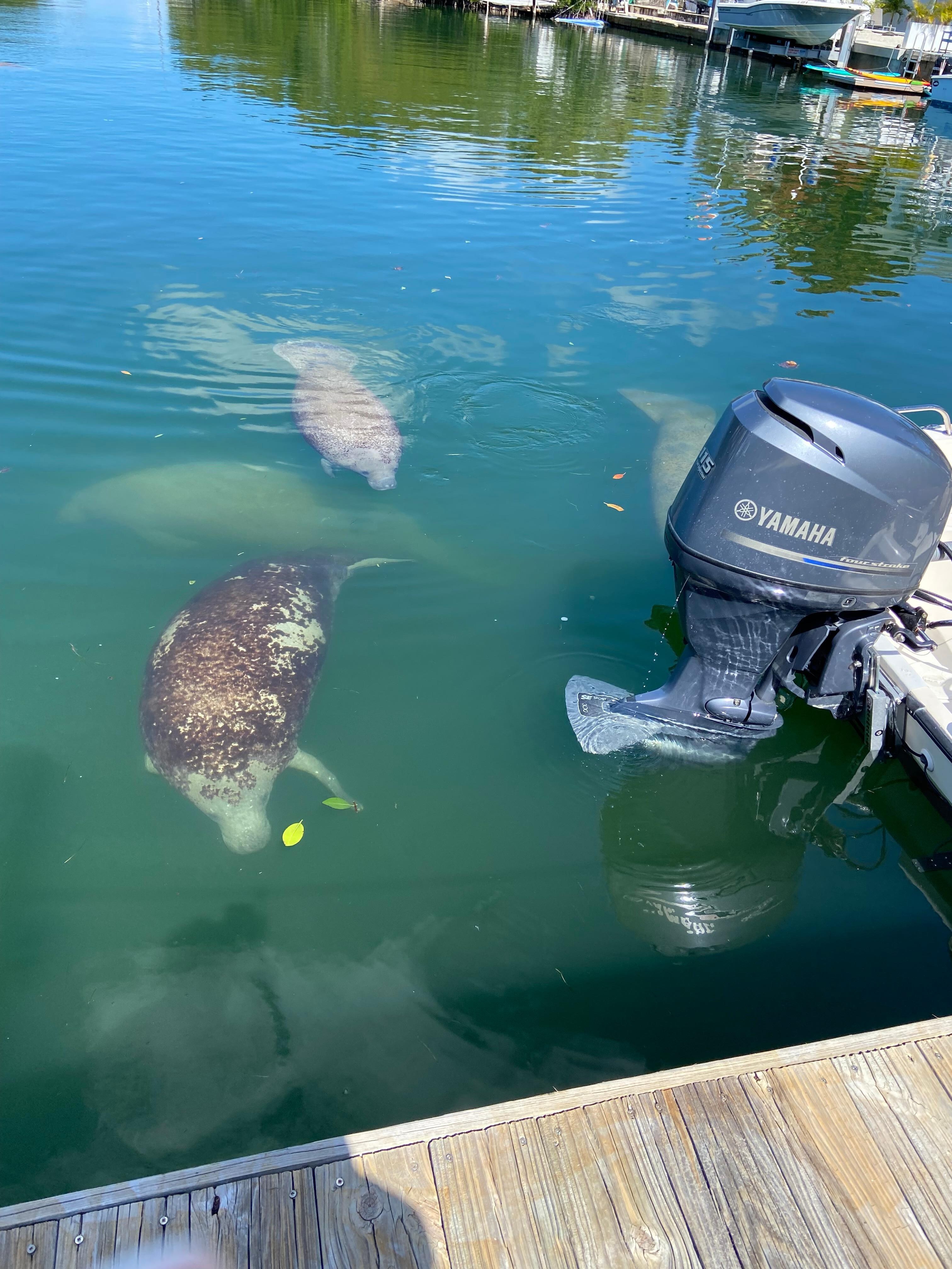 Manatees every day