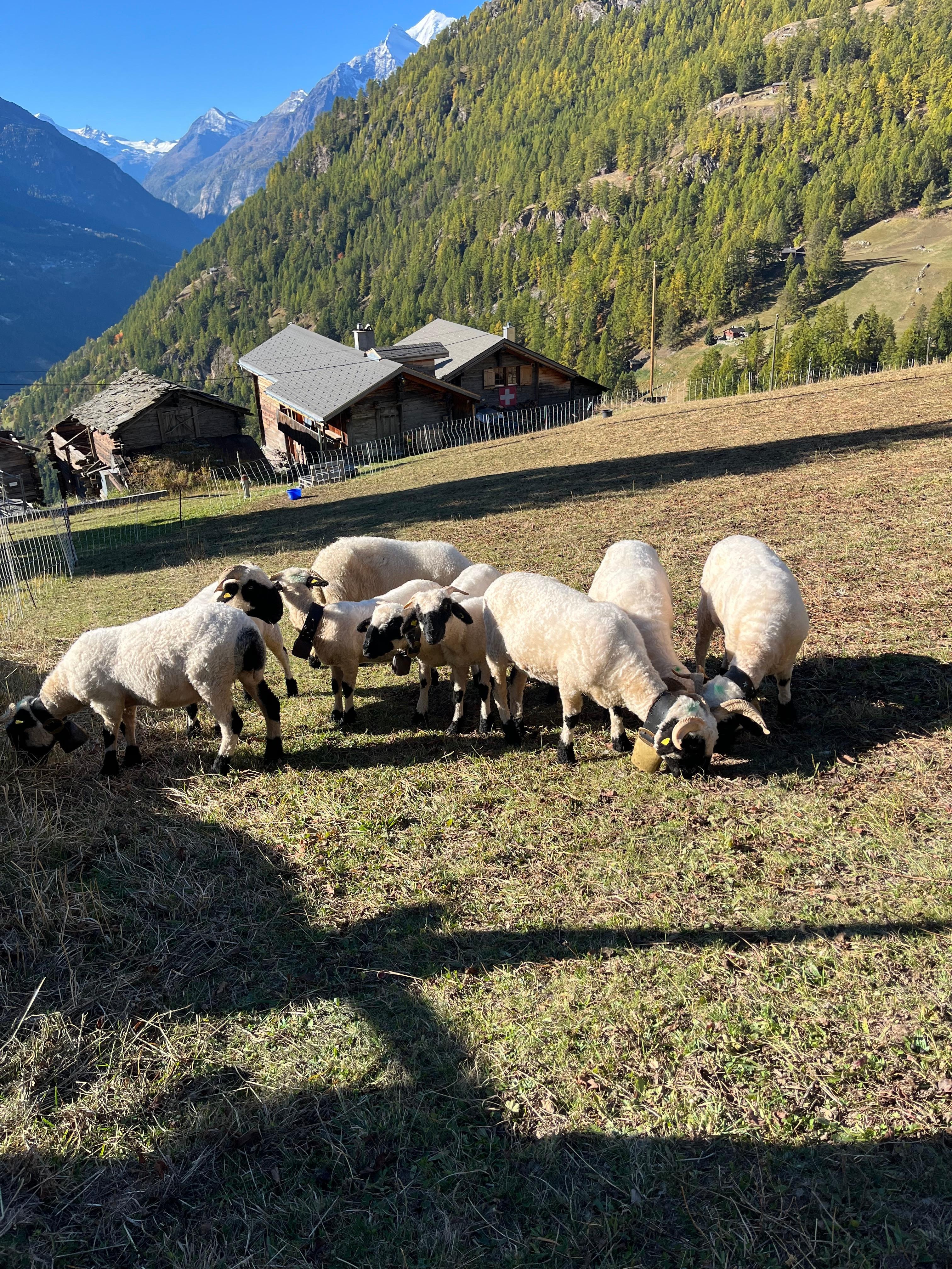 Schwarznasenschafe auf der Weide hinter dem Stadel