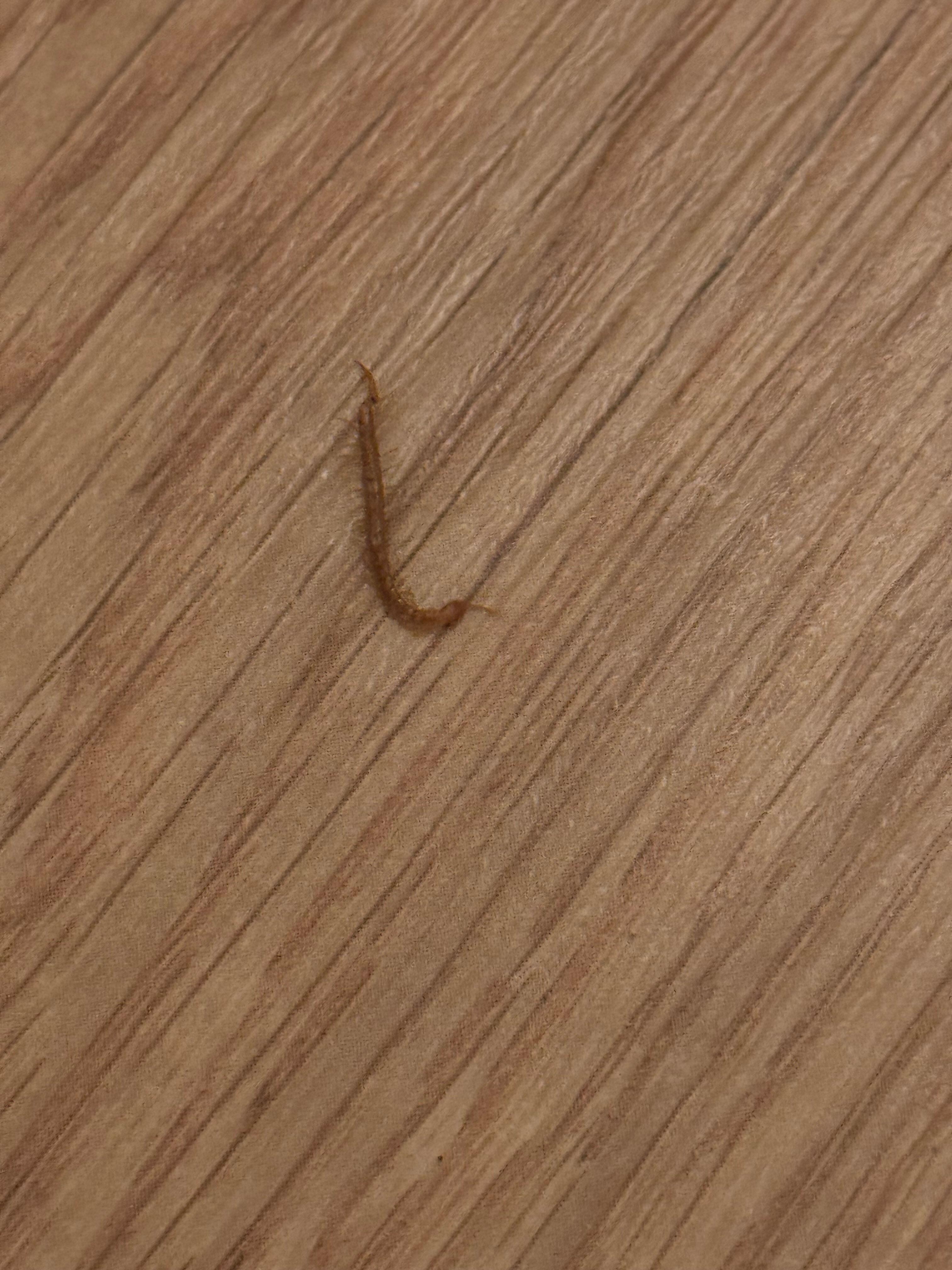Centipede 