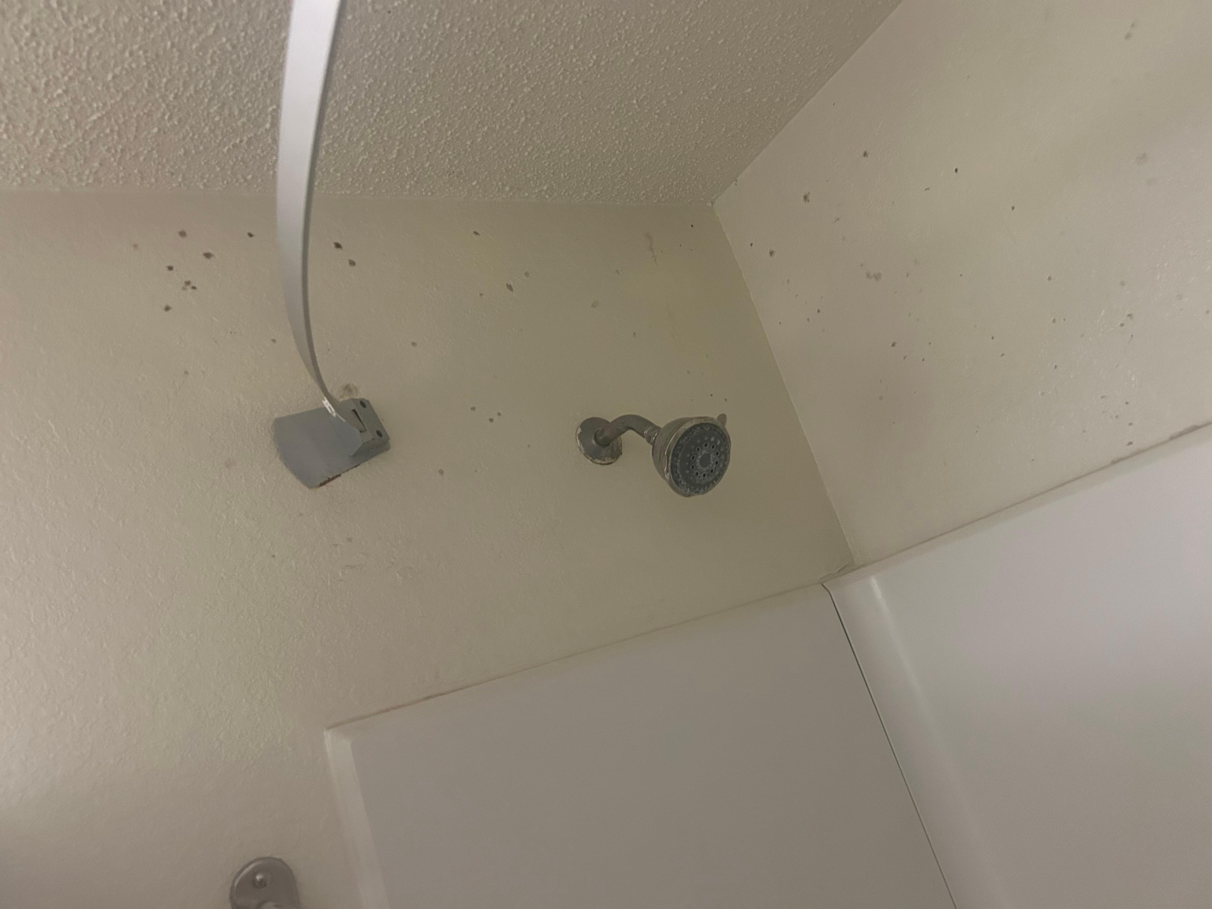 Mold on walls