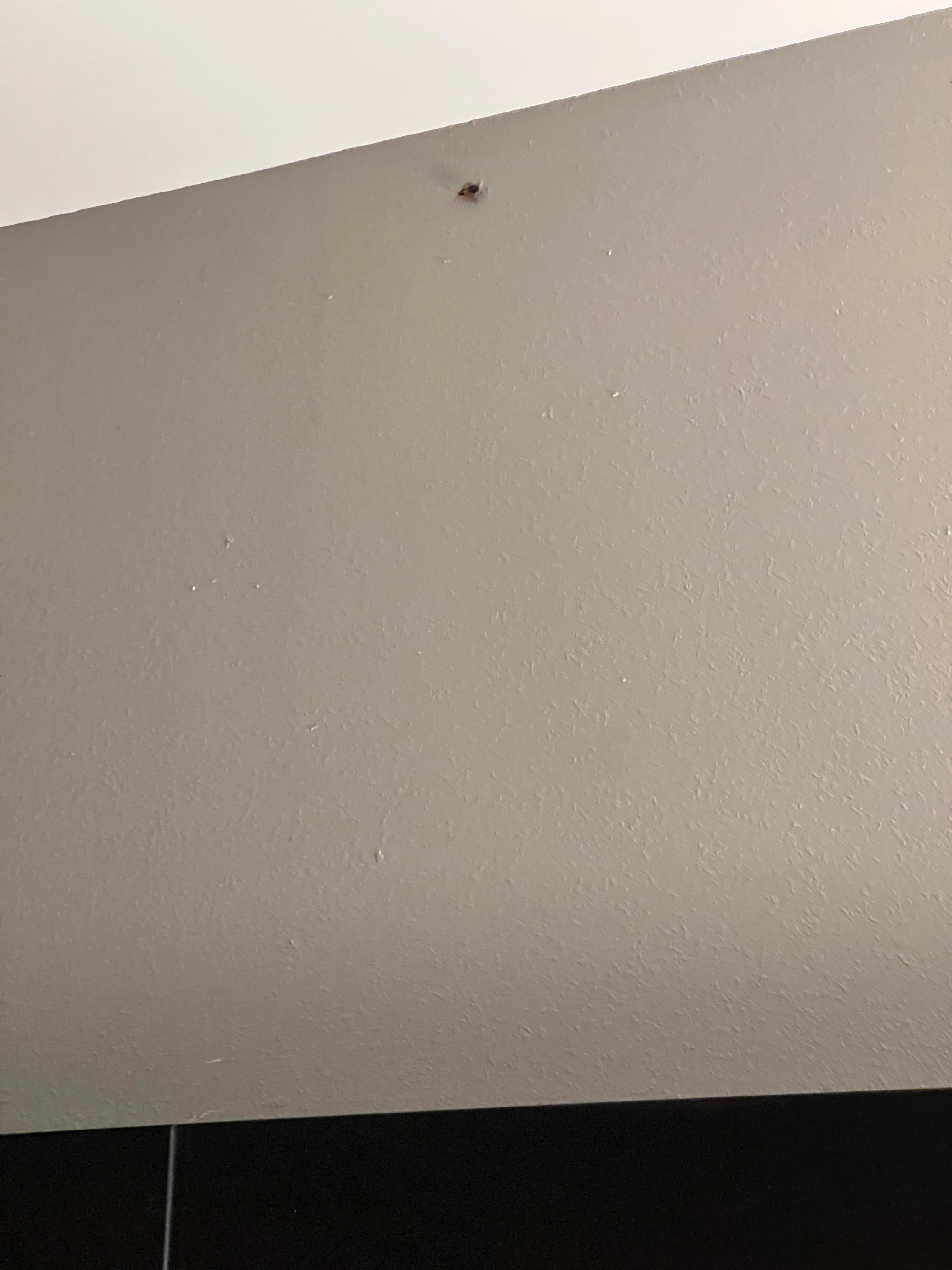 Bedroom roach