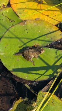 Lots of frogs around pond out back
