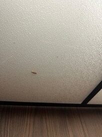 Roaches in ceiling light