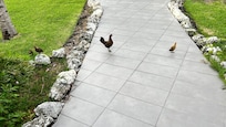 Roosters and chickens everywhere. Bunch of chicks as well.