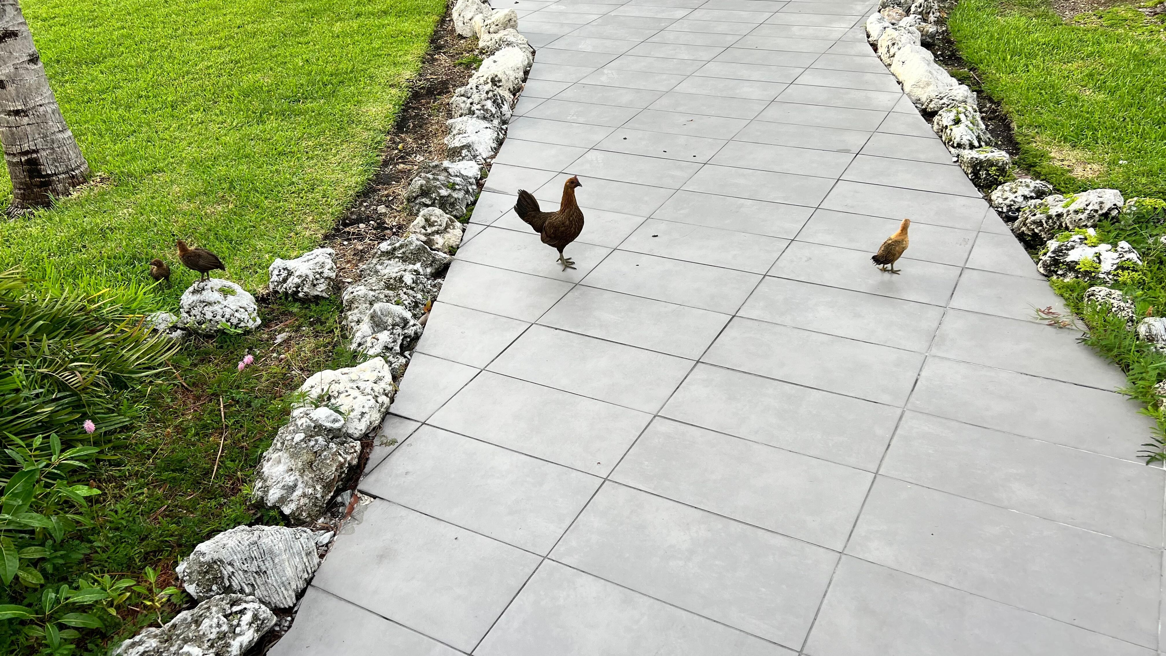 Roosters and chickens everywhere. Bunch of chicks as well. 