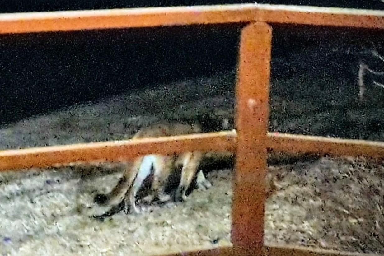 The cougar at last! I only saw it because I was already looking right where it appeared. By the time I got my phone on to take a pic it was already past. Spooky!