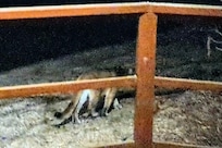 The cougar at last! I only saw it because I was already looking right where it appeared. By the time I got my phone on to take a pic it was already past. Spooky!
