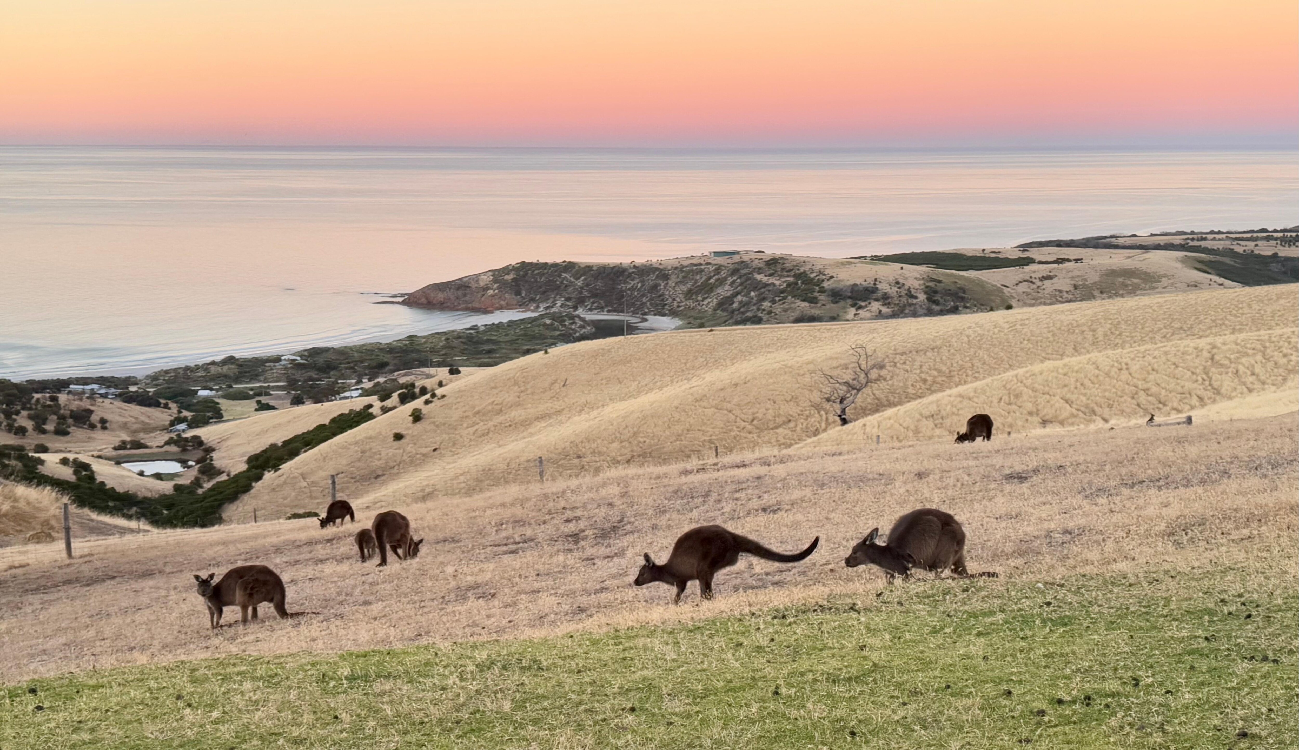 Sunset & Kangaroos