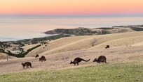 Sunset & Kangaroos