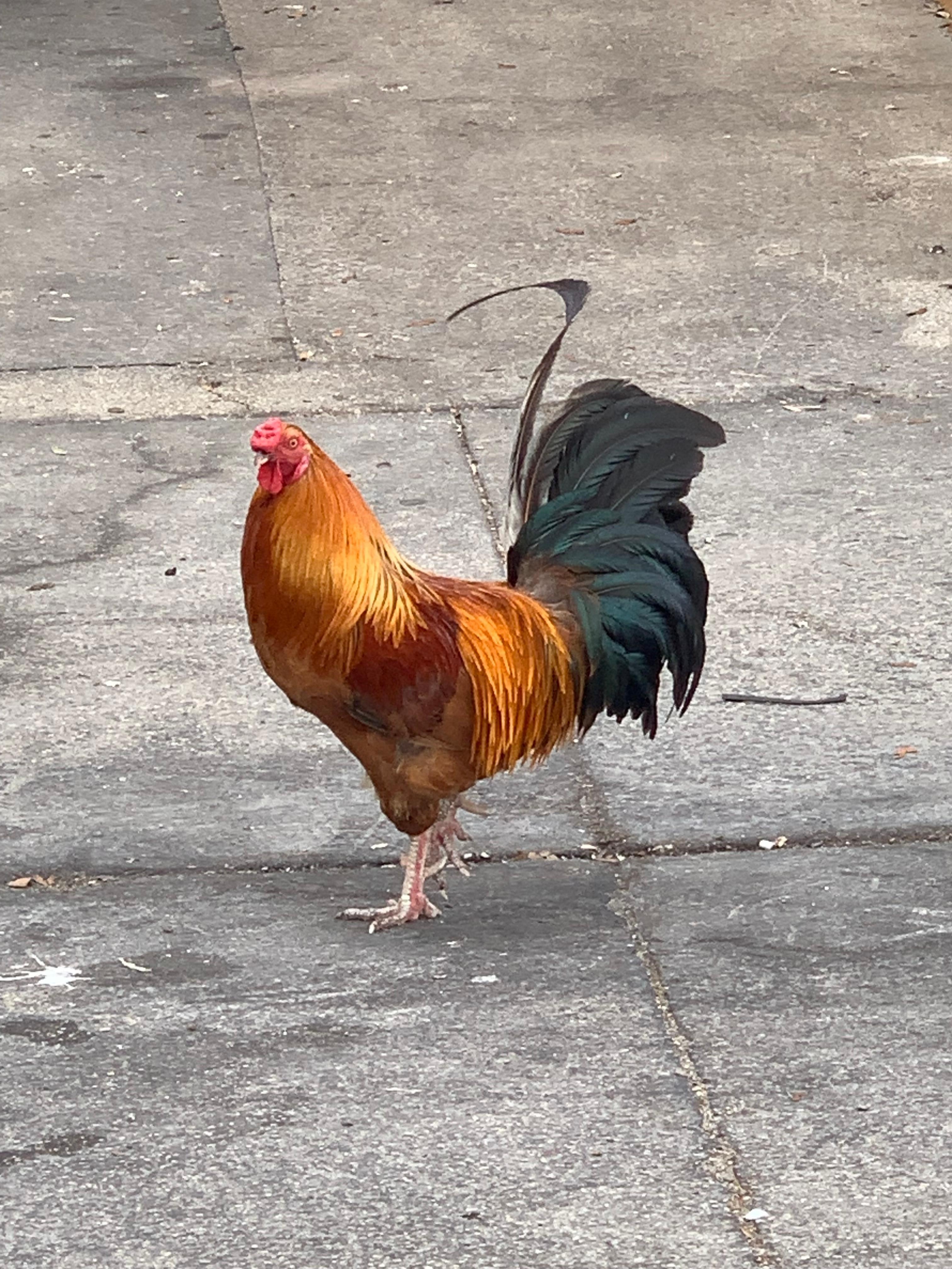 Ybor city rooster