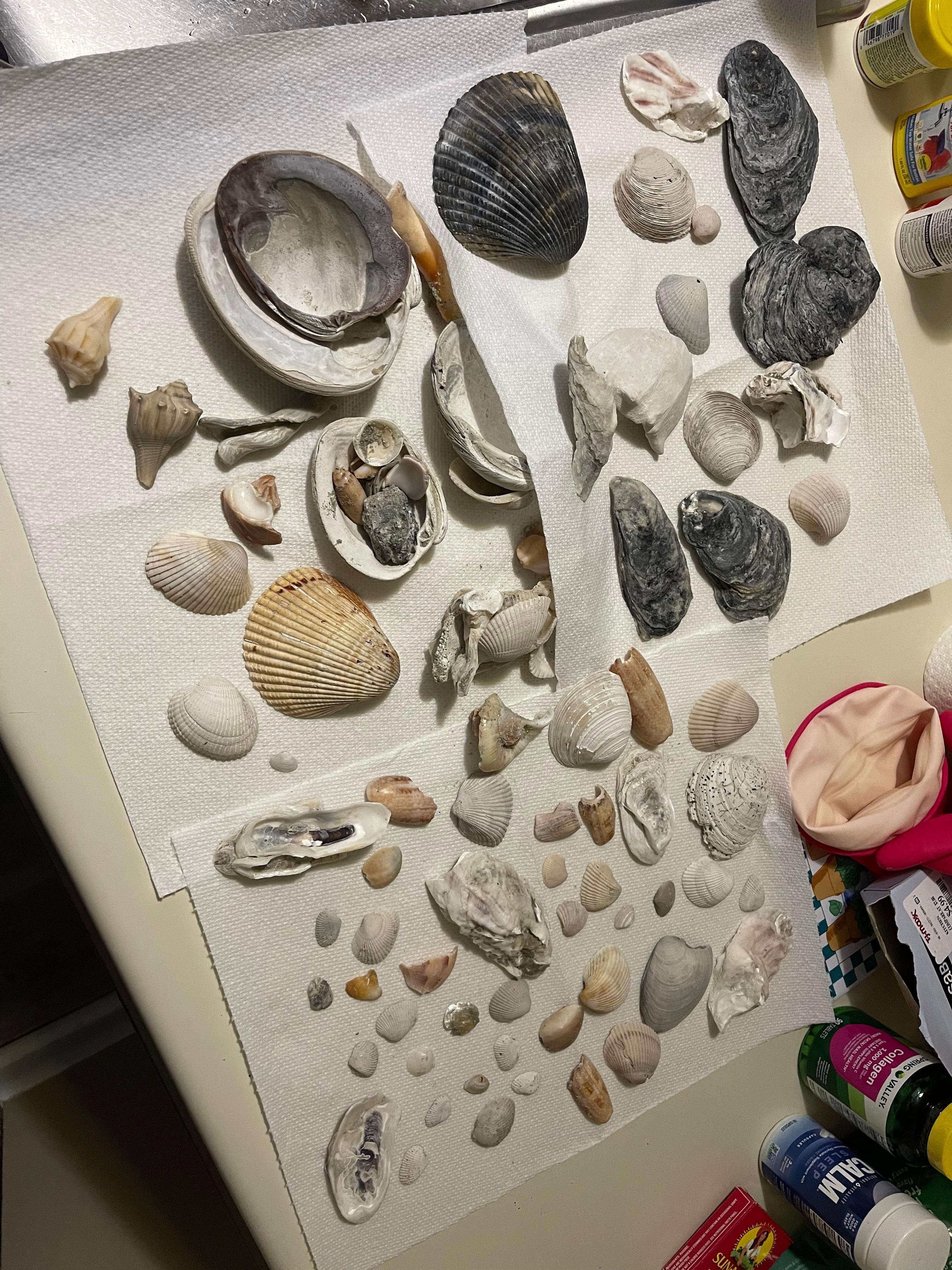 Just a small batch of the many shells we found. 
