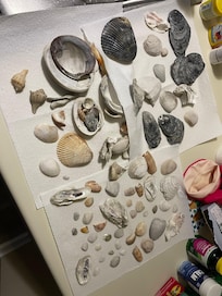 Just a small batch of the many shells we found.