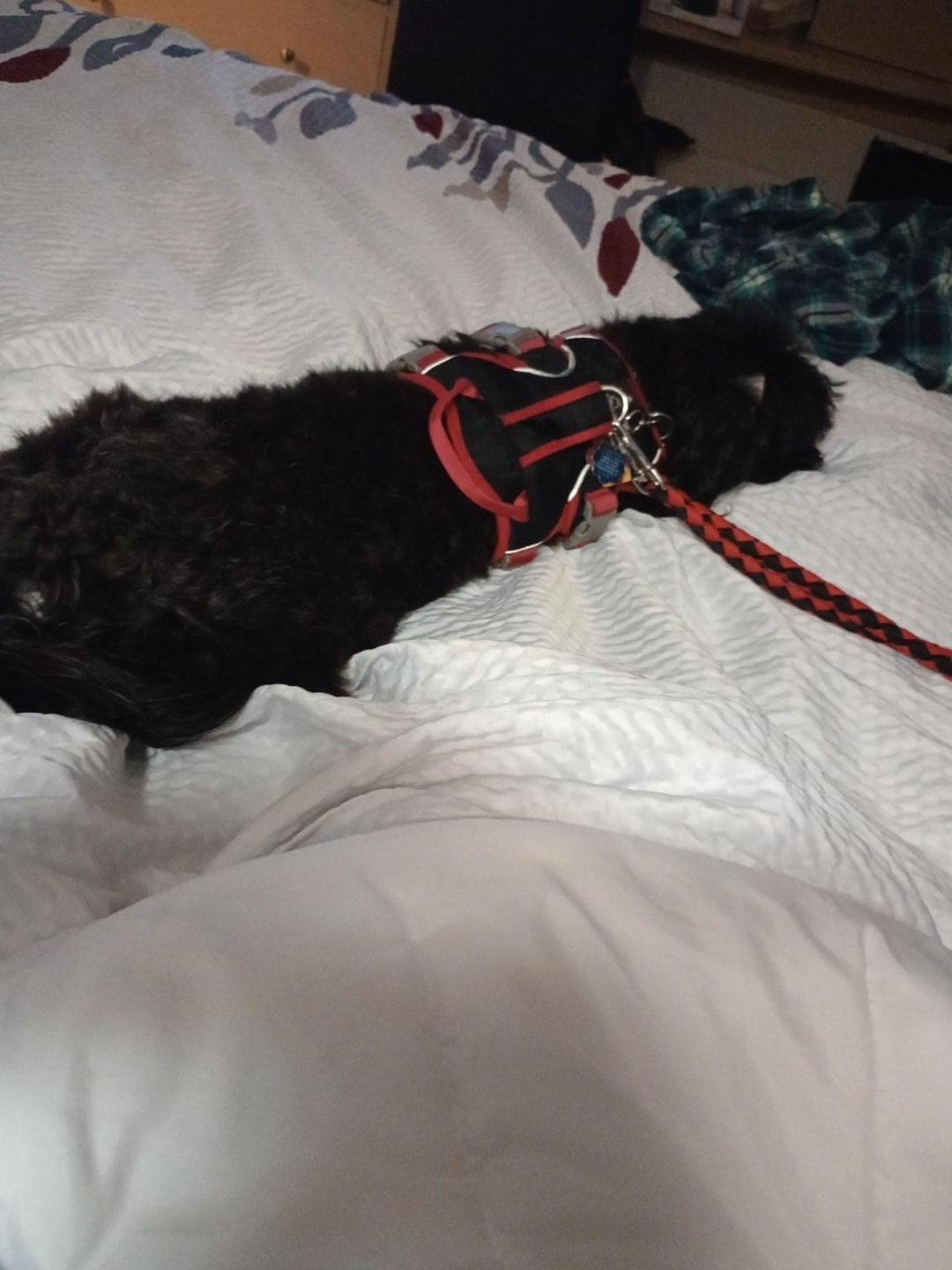 Lady Isadora was quite comfortable 