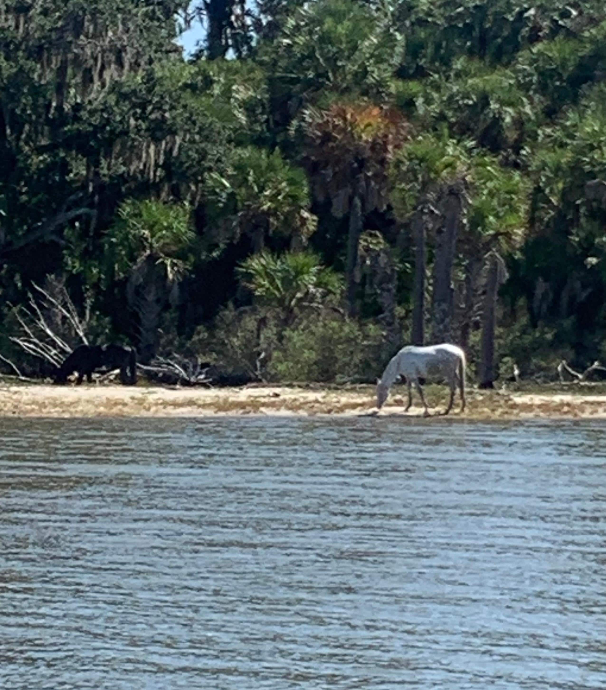We went on a cruise to Cumberland island