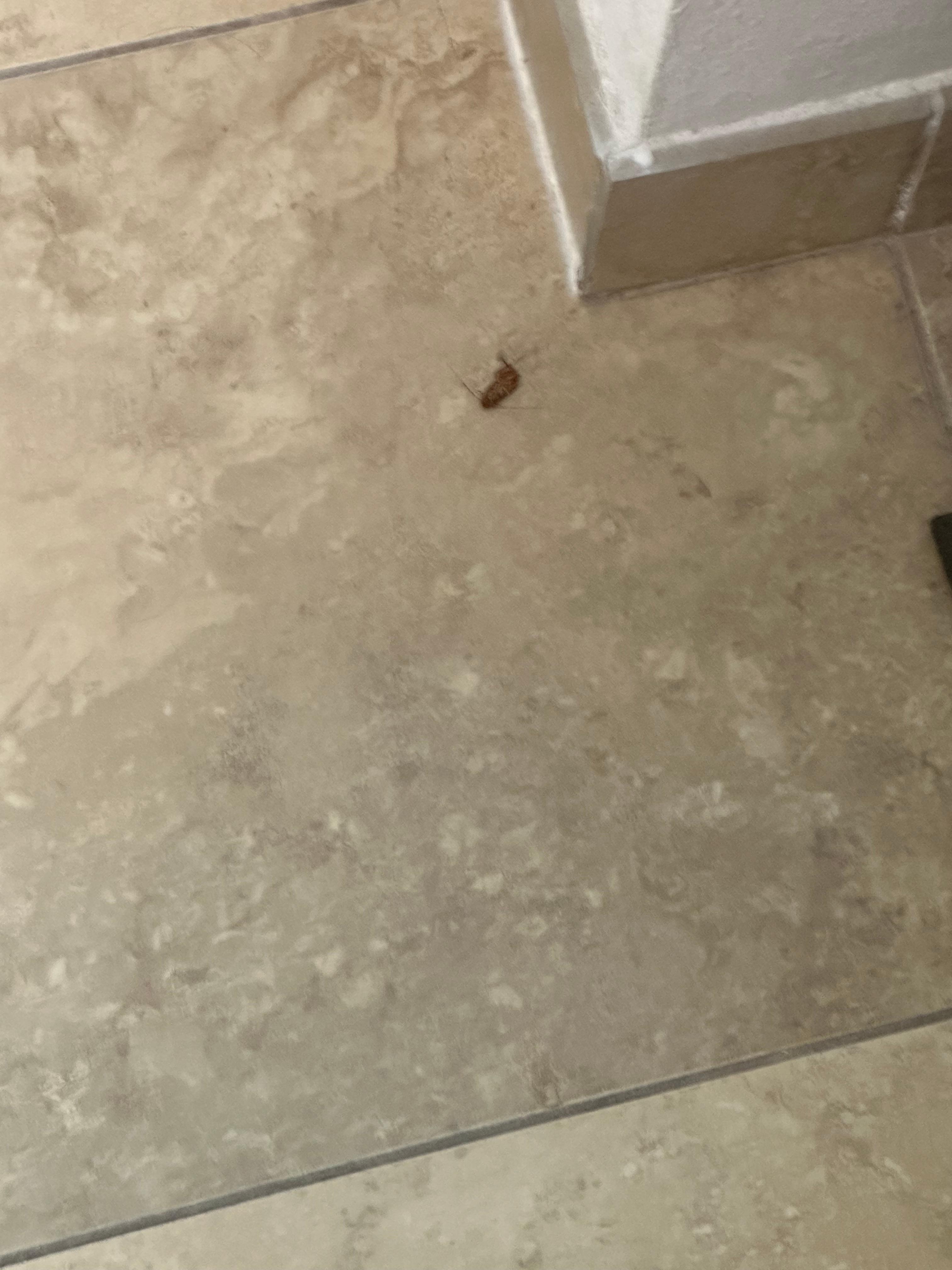 Struggling cockaroach in batheoom