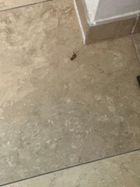 Struggling cockaroach in batheoom