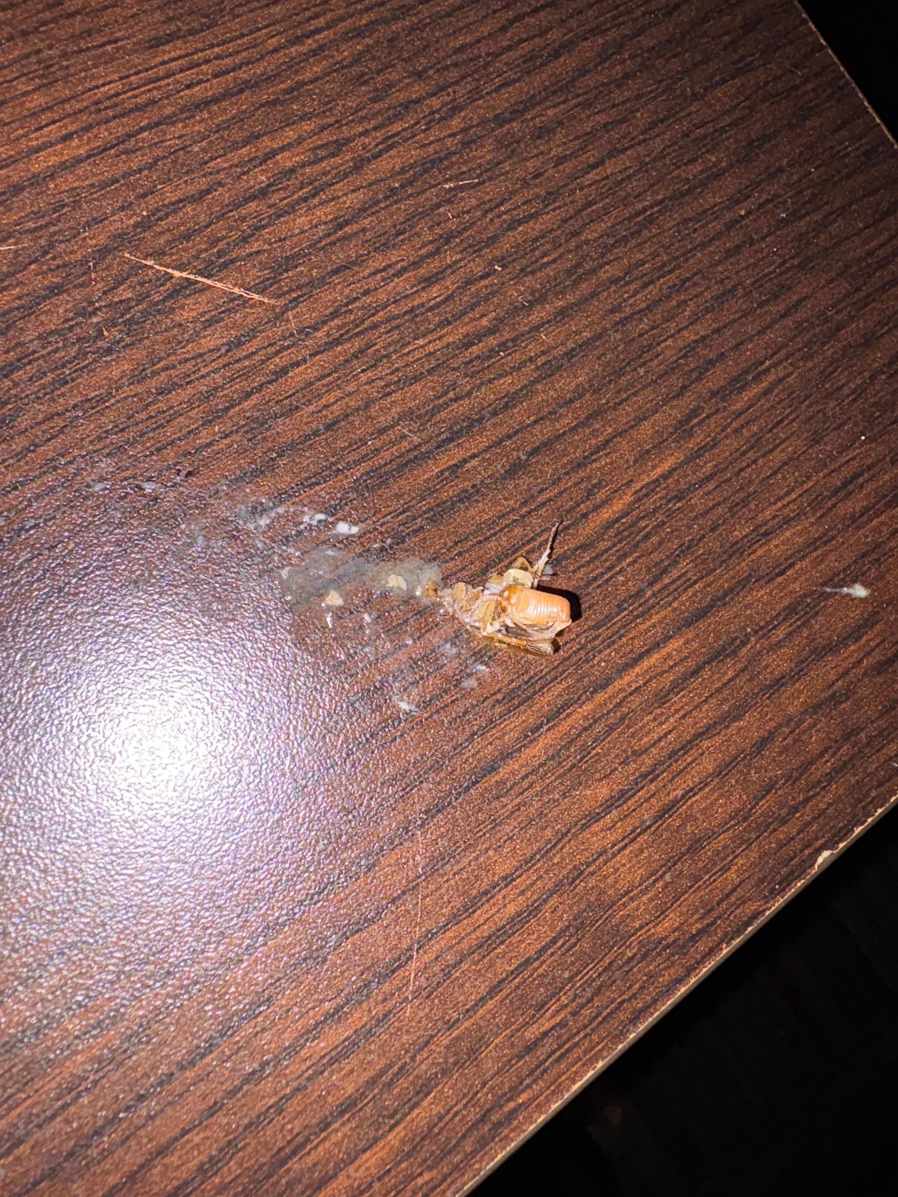 We saw several live roaches and some dead. Also saw live roach crawling above the food at breakfast 