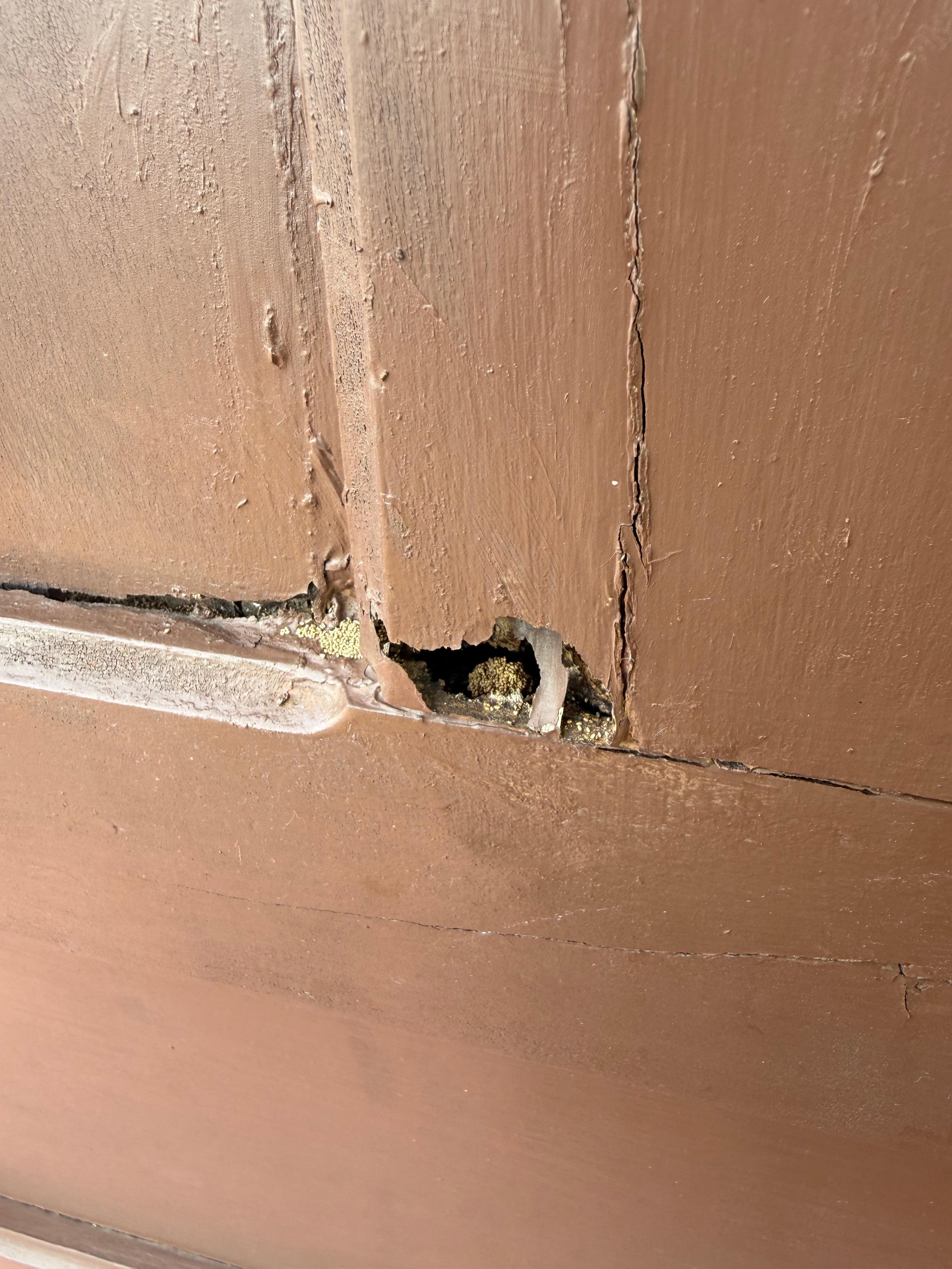 Termite damage