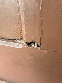 Termite damage