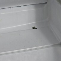 Mold in fridge
