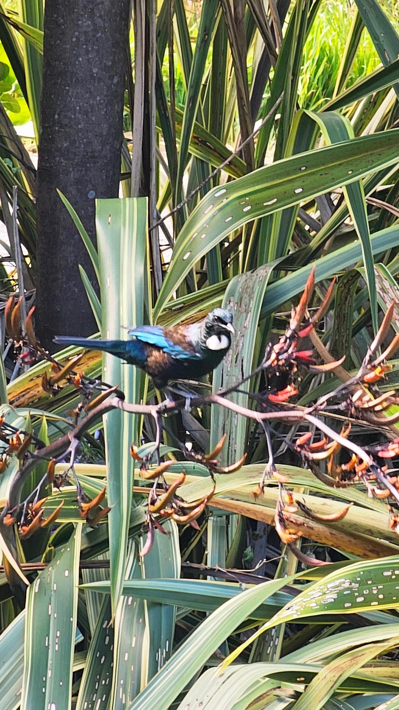 Visit from a beautiful Tui on our last morning