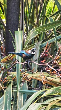 Visit from a beautiful Tui on our last morning
