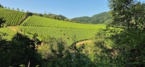 Paysage de rêve