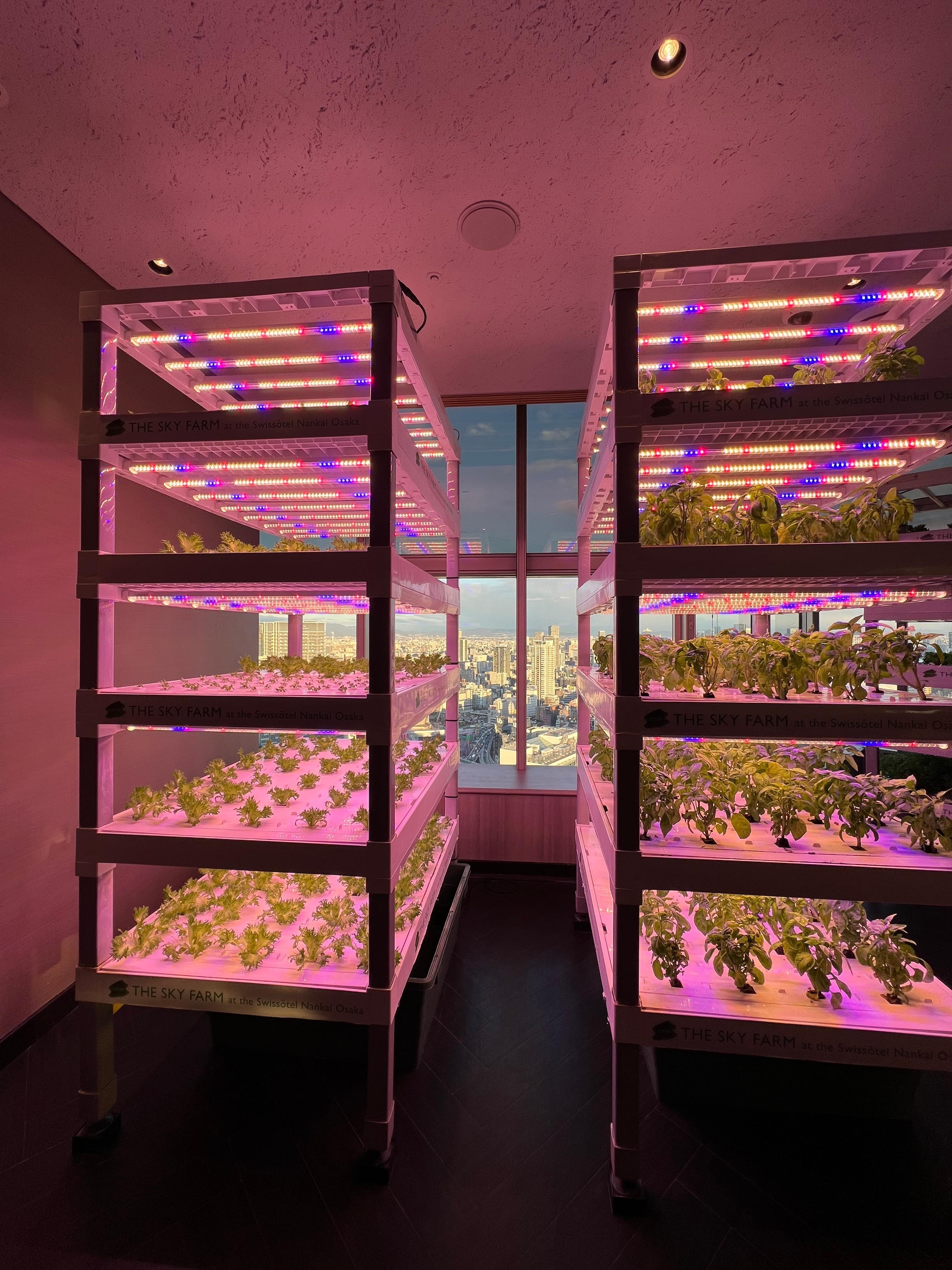 Their healthy greens and hydroponics 