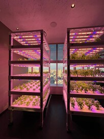 Their healthy greens and hydroponics