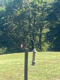 Birds came to visit