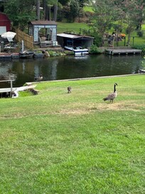 Geese