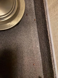Insectes morts dans la chambre