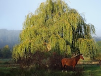 NachbargrundstĂŒck