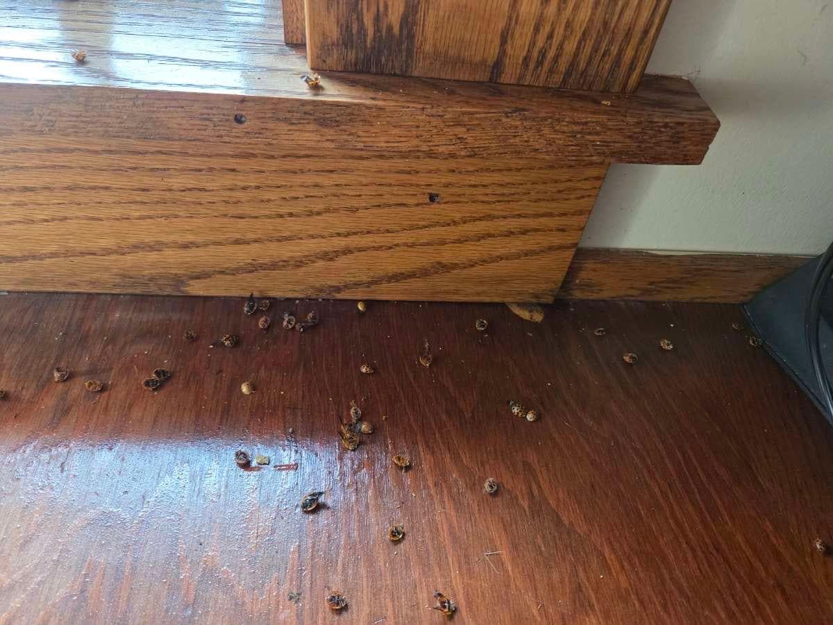 Infested with Asian beetles 